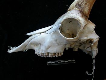 Media type: image;   Mammalogy 17392